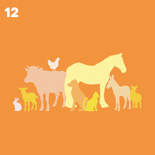 Bienestar Animal