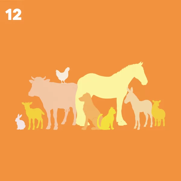 12. Bienestar animal